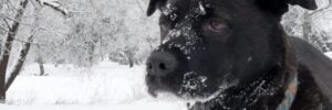 Winter Hunting With Your Dog
