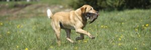 Hunting Dog Training