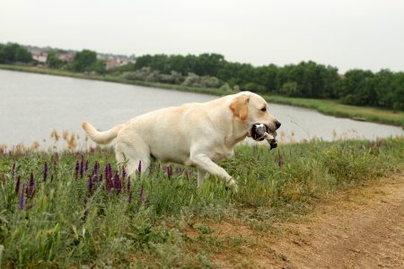 are labrador retrievers good hunting dogs