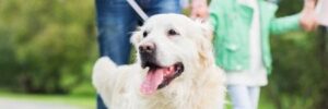 Protecting Your Lab in Summer